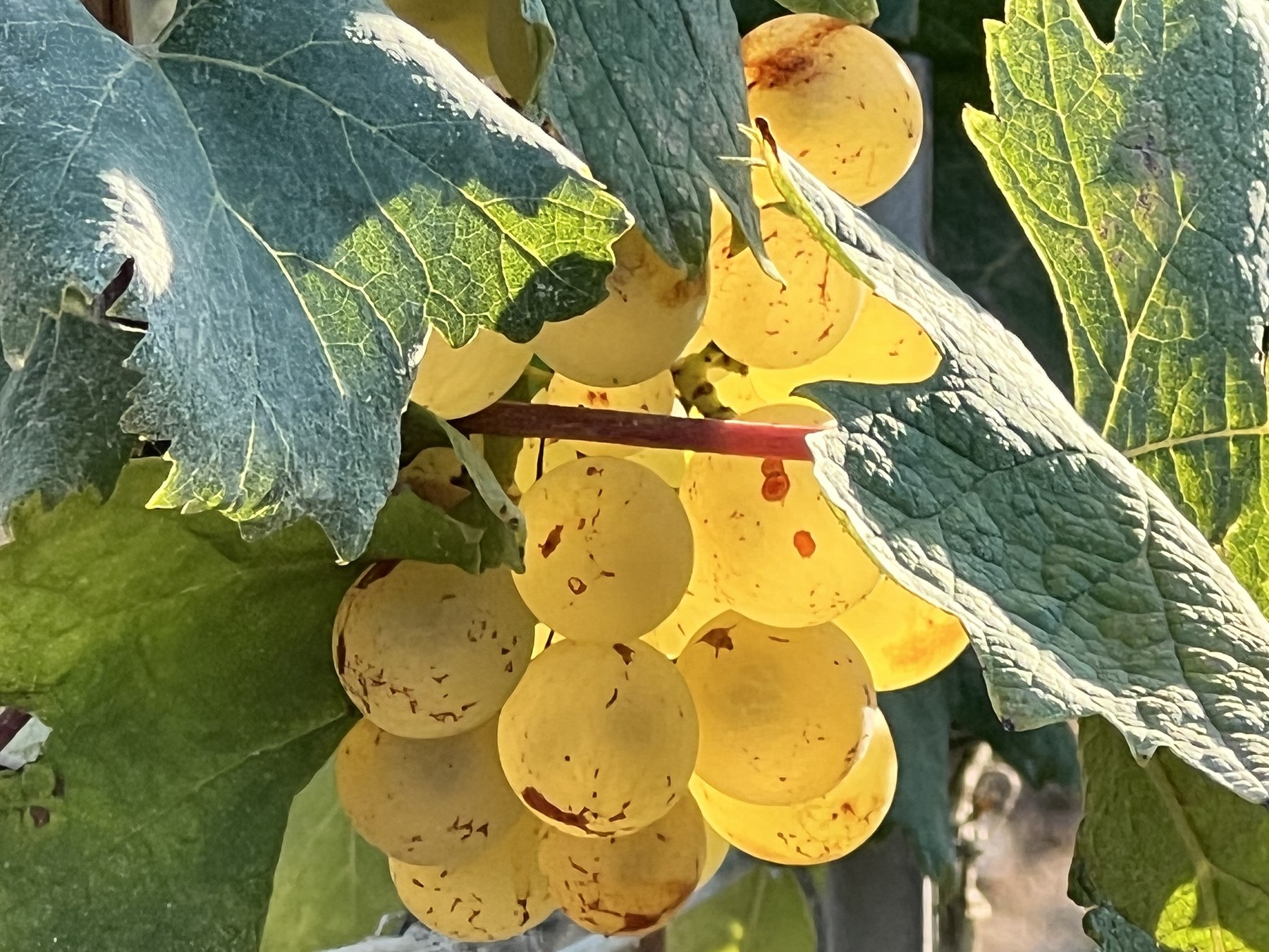Cépages autochtones corses – Vermentino, Sciaccarello, Nielluccio – Château Prince Pierre Napoléon Bonaparte