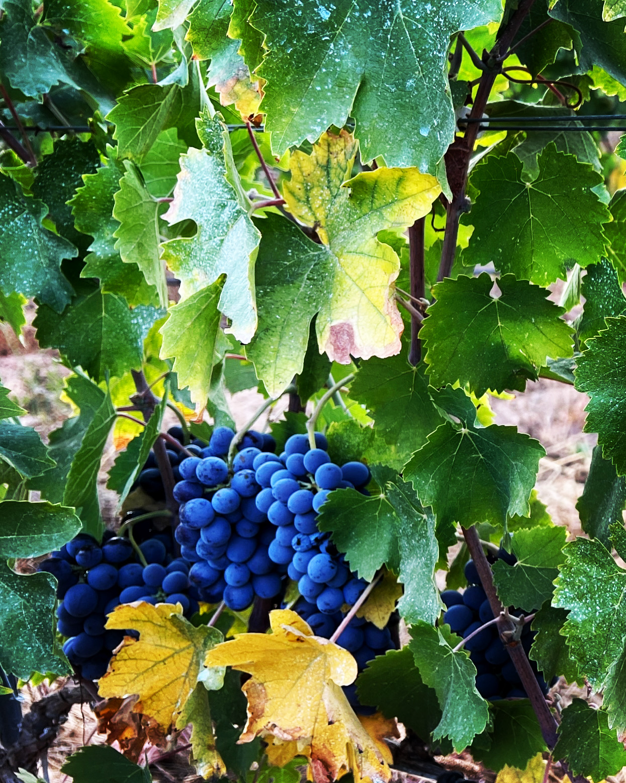Grappes en automne